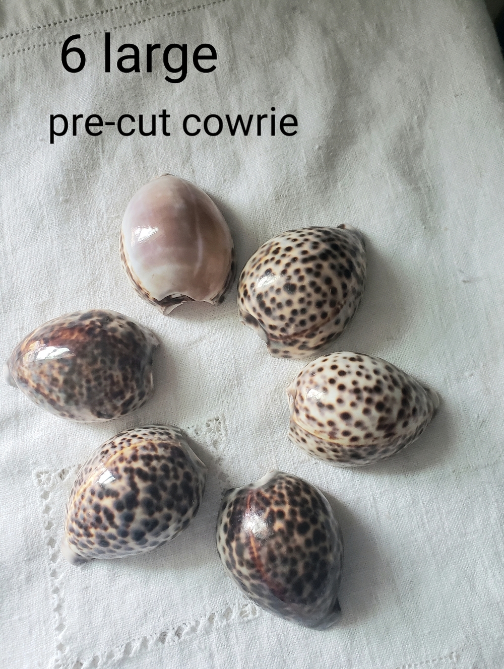 6 Large Tiger Cowrie Pre-cut Shells